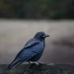 photo d'oiseau